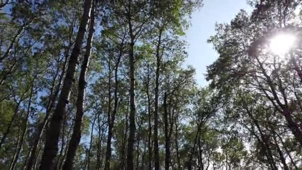 Boreal Forest Scene Canada — Stok video