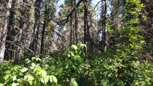 Вугільний Ліс Канаді — стокове відео