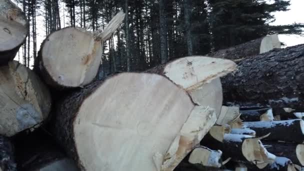 Logging Various Areas Canada — Stok video