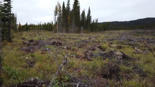 Logging Canada Different Seasons — Stock video
