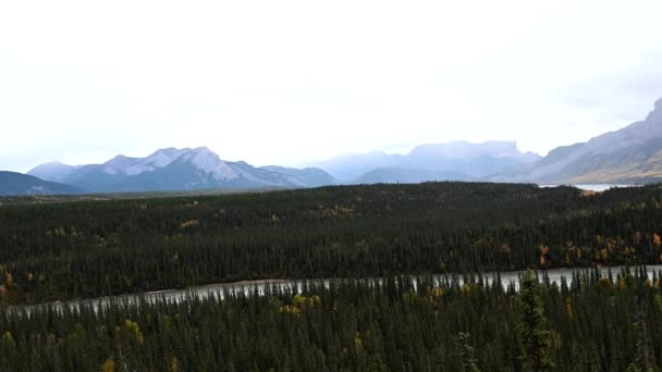 Boreal Forest Canada — Stock Video