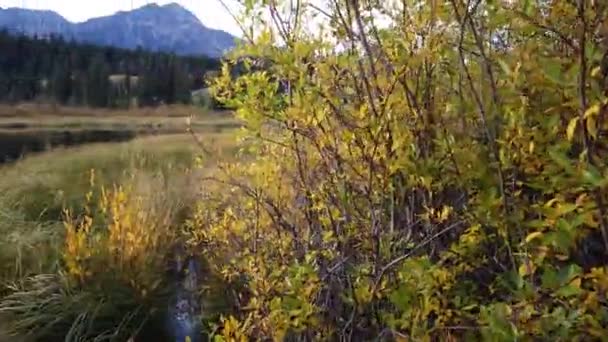 Jasper Alberta Autumn — Stock Video