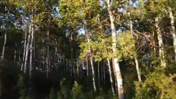 Boreal Ormanı Kanada — Stok video