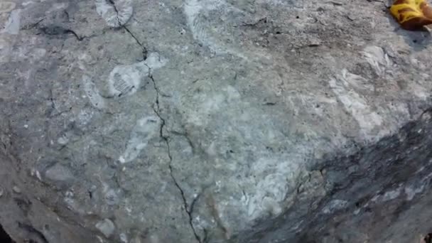 Fossils Rock Southern Ontario — Vídeo de Stock