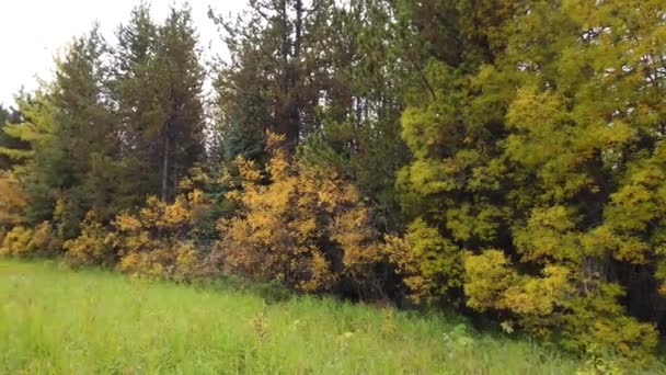 Logging Canada Different Seasons — 图库视频影像