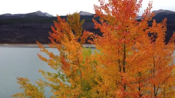 Jasper Alberta Autumn — 图库视频影像