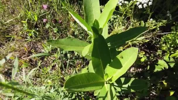 Milkweed Southern Ontario — 비디오