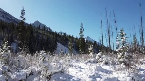 Banff Albert Canada Scenes — Stok video