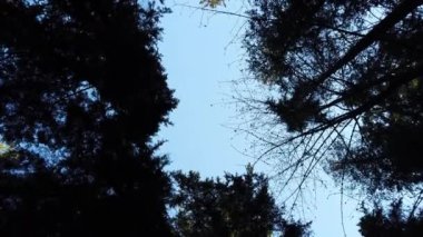 Temperate rainforest in Vancouver