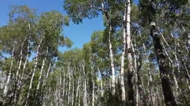 Canadian prairies in the summer