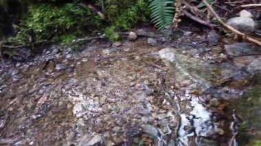 Temperate rainforest scene in Vancouver, British Columbia