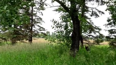 Canadian prairies in the summer