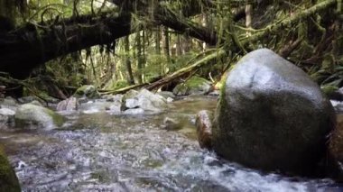 Temperate rainforest scene in Vancouver, British Columbia