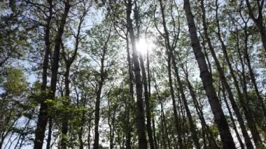 Canadian prairies in the summer