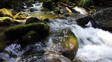 Temperate rainforest scene in Vancouver, British Columbia