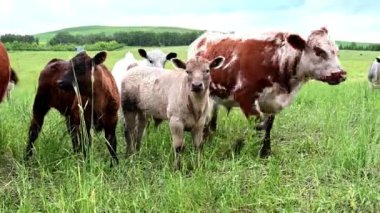 Canadian prairies in the summer