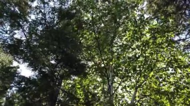 Canadian prairies in the summer