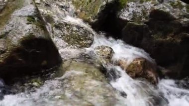 Temperate rainforest scene in Vancouver, British Columbia