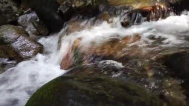 Temperate rainforest in the summer