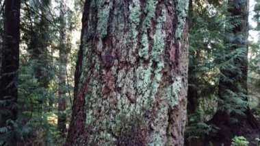 Temperate rainforest in Vancouver, British Columbia