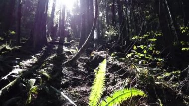 Temperate rainforest in Vancouver