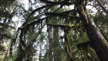 Temperate rainforest in the summer