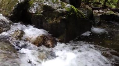 Temperate rainforest scene in Vancouver, British Columbia