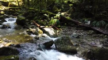 Temperate rainforest scene in Vancouver, British Columbia