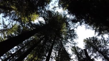 Temperate rainforest in Vancouver
