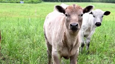 Canadian prairies in the summer