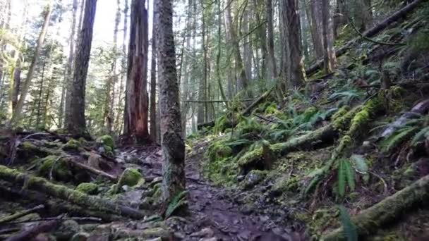 Temperate Rainforest Vancouver — Vídeo de Stock