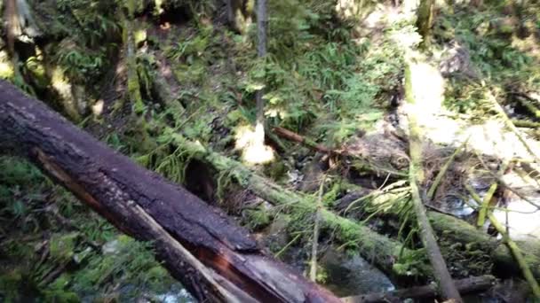 Temperate Rainforest Vancouver — 图库视频影像