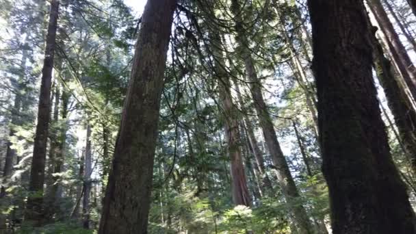 Temperate Rainforest Vancouver — Stock Video