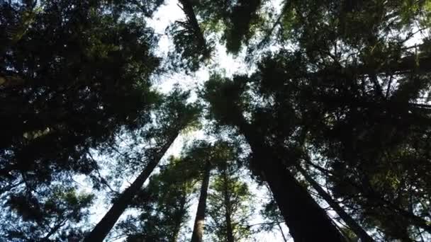 Temperate Rainforest Vancouver — Stock Video