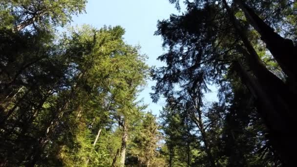 Temperate Rainforest Vancouver — Wideo stockowe