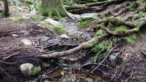 Temperate Rainforest Vancouver — стоковое видео