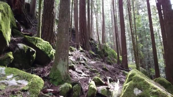 Temperate Rainforest Scene Vancouver British Columbia — 图库视频影像