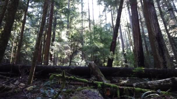 Temperate Rainforest Vancouver — Stock Video