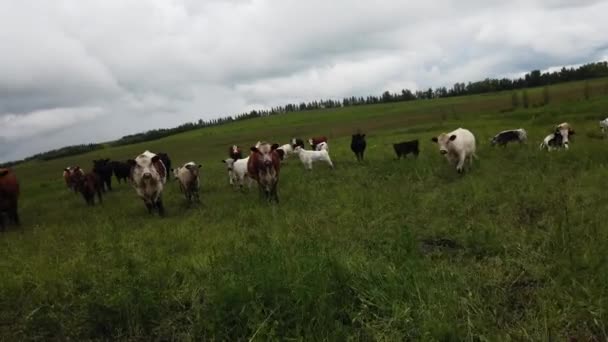 Canadian Prairies Summer — Stock video