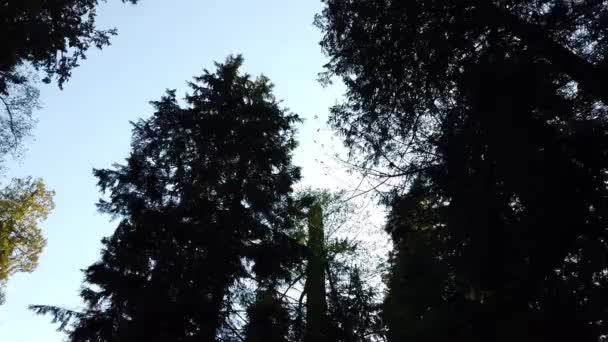 Temperate Rainforest Vancouver British Columbia — Wideo stockowe