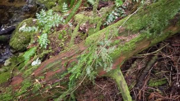 Temperate Rainforest Scene Vancouver British Columbia — 图库视频影像