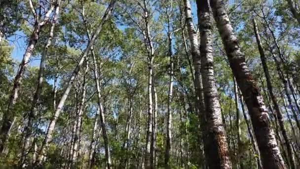 Canadian Prairies Summer — Video Stock