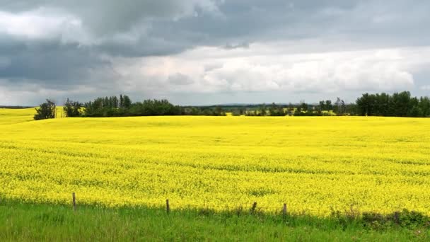 Canadian Prairies Summer — Stockvideo