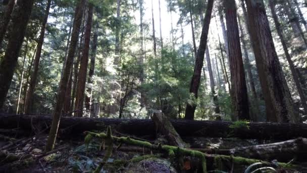 Temperate Rainforest Vancouver — Video Stock