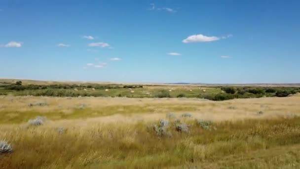 Canadian Prairies Summer — Stok video