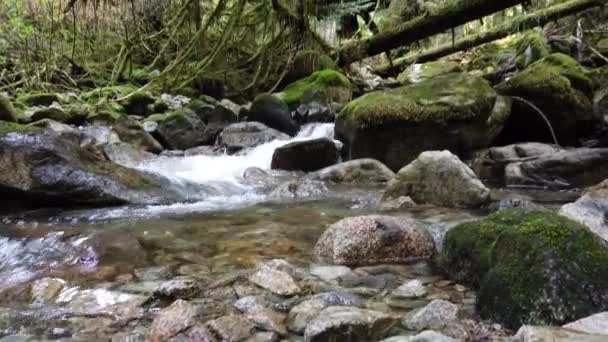 Temperate Rainforest Summer — Vídeo de Stock