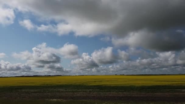 Canadian Prairies Summer — Stock video