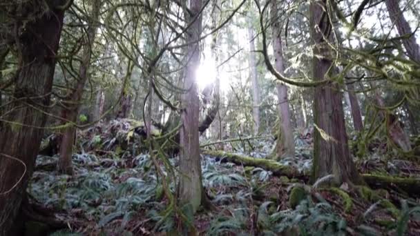 Temperate Rainforest Scene Vancouver British Columbia — Wideo stockowe