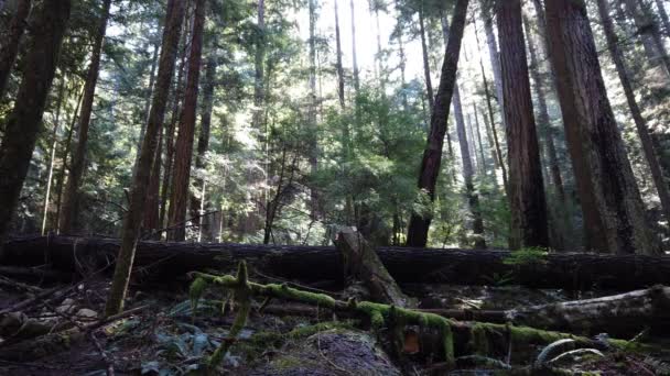 Temperate Rainforest Vancouver — Vídeo de Stock