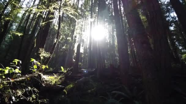 Temperate Rainforest Vancouver — Vídeo de stock